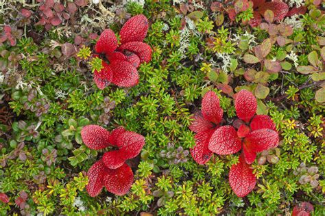 Macro shot of bearberry and other colorful tundra plants near Wonder ...