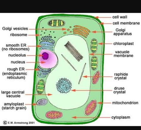 Plant Cell Diagram To Draw Functions - Cell Diagram