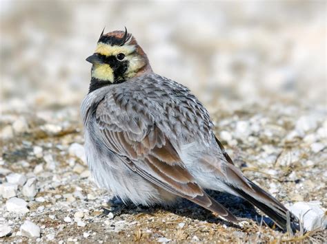 Horned Lark Bird Facts (Eremophila alpestris) | Birdfact