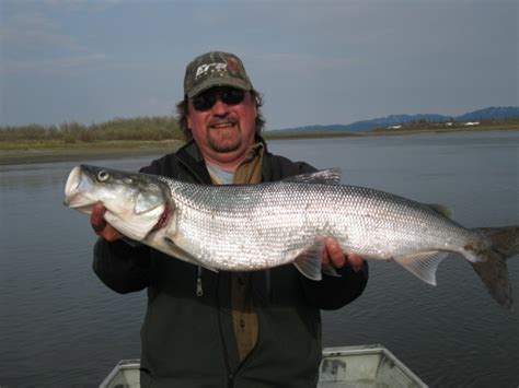 Western Alaska Sheefish | Epic Waters Angling