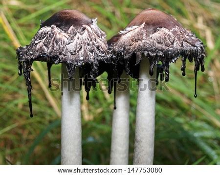 Ink Mushroom Stock Photo 147753080 : Shutterstock