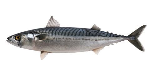 The Nutrition of Mackerel / Nutrition / Healthy Eating