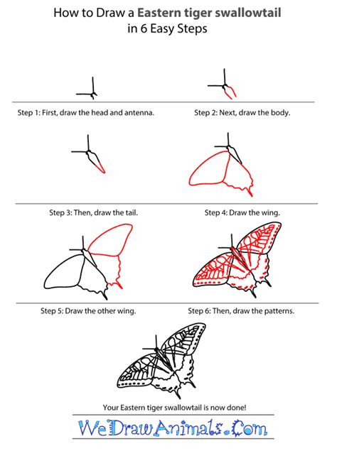 How to Draw an Eastern Tiger Swallowtail