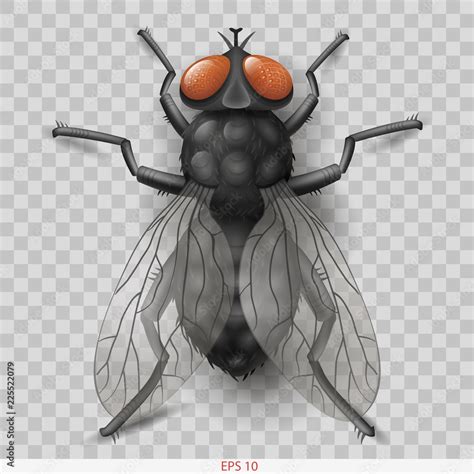 Realistic insect fly. 3D vector graphics. Transparent shadow Stock ...