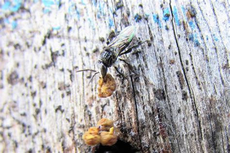 The Magical Melipona, the Stingless Bees of Yucatan - Melipona Honey