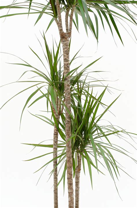 Dracaena marginata Madagascar Dragon Tree | House of Plants in 2021 | Dragon tree, Dragon tree ...