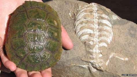 How the turtle got its shell: earliest ancestor sheds light