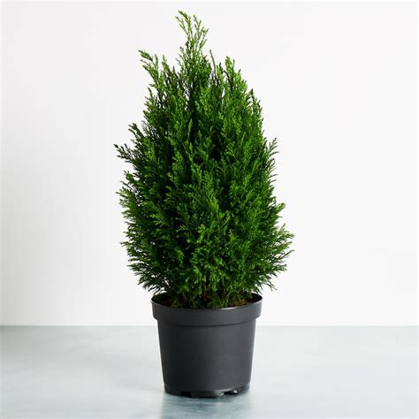 European Cypress Plants Wholesale - Coastal Nursery, Monterey Bay, CA ...