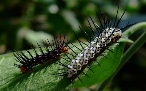 File:Caterpillar-Both-02 crop.JPG - Wikimedia Commons