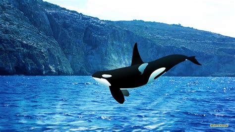 Orca Whale Wallpaper (56+ images)