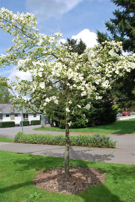 Transplanting Dogwoods – When And How To Transplant A Dogwood Tree ...