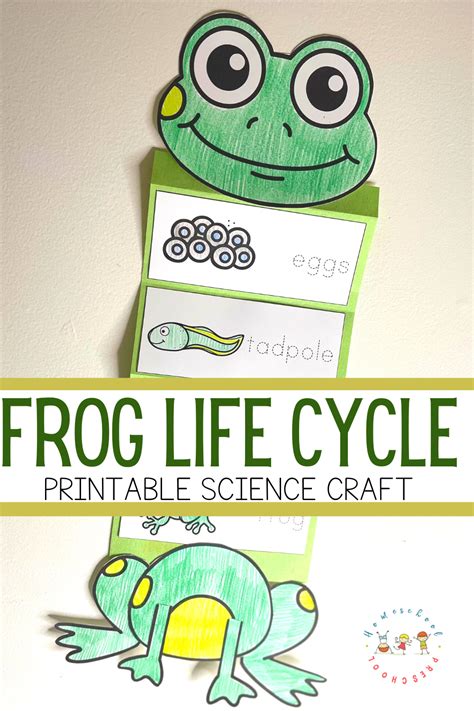 Frog Life Cycle Craft for Kids Free Template