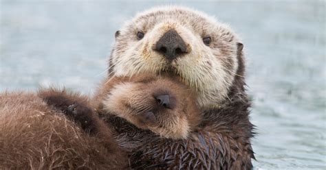 Watch Heroic Rescuers Reunite Crying Otter Pup With Mom | HuffPost