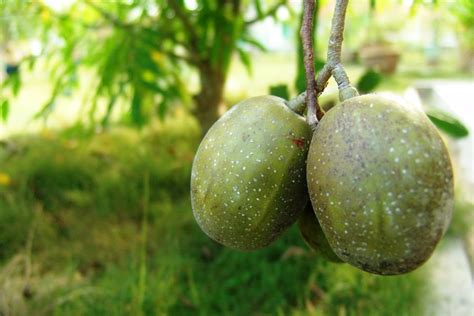 Caimito La Vega: Manzana de Oro (Spondias cytherea Sonn)