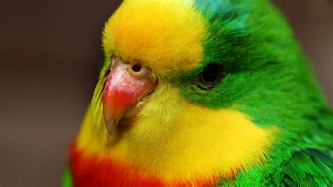 colorful hd birds wallpapers,birds,cute birds hd wallpapers,full screen ...