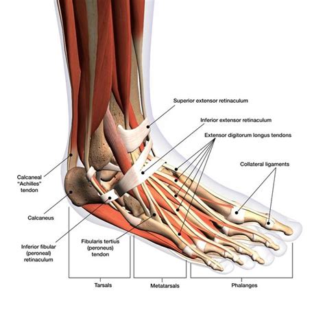 Foot Ankle Anatomy Chart Poster Laminated | canoeracing.org.uk