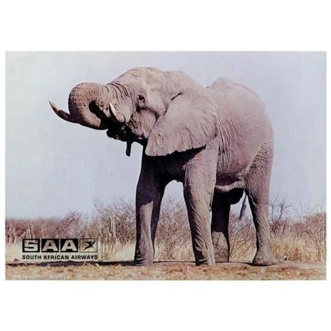 Vintage South Africa Airways Elephant Airline Poster Print – Vintage Poster Shop UK