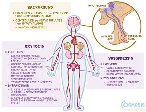 Posterior Pituitary Hormones What Are They Their Func - vrogue.co