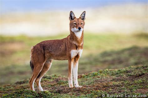 African Wolf - Burrard-Lucas Photography