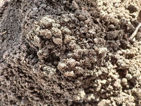 Fertile Soil Rich in Nutrients Stock Photo - Image of rich, soil: 264756084