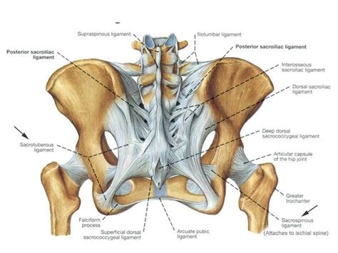 Pictures Of Anterior Sacroiliac Ligament