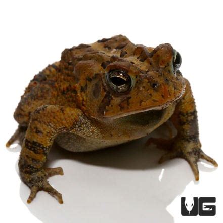 American Toad - Underground Reptiles