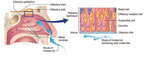 Olfactory Cells Diagram