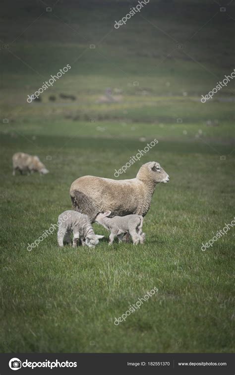 Sheep in farm, Australia — Stock Photo © leelakajonkij #182551370