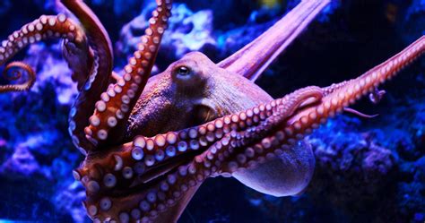 What Would Inky Think: Is It OK to Cage an Octopus? | WIRED