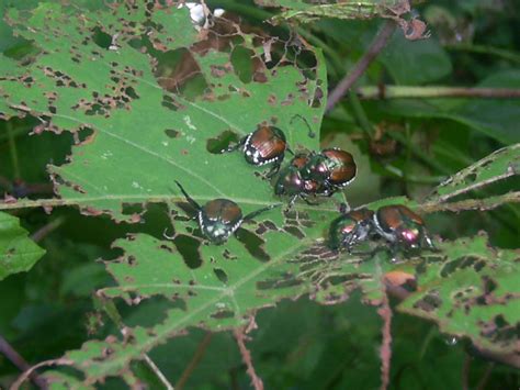 Simple Japanese Beetle Control