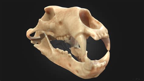 The skull of the polar bear - Download Free 3D model by darwinmuseum.ru [6e4aa82] - Sketchfab