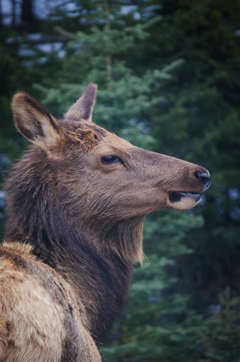 Photos from our Wildlife Tour of Jasper National Park Alberta