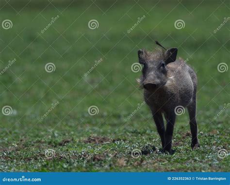 Closeup Portrait of Wild Baby Warthog Phacochoerus Africanus Running Towards Camera Bale ...