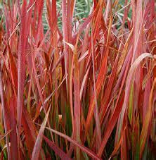 Image result for australian native grass | Ornamental grasses, Beach ...