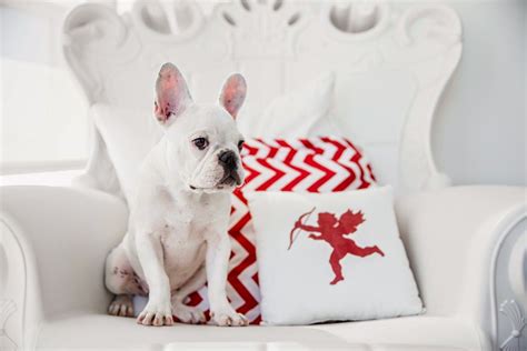 pet photography props - Google Search | Valentines day dog, Animal ...