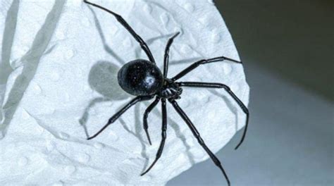 'World's deadliest spider' coming back: Should you worry?