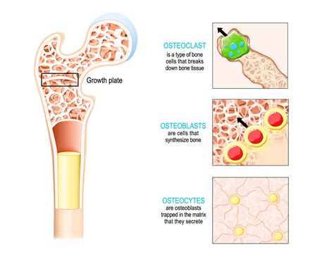 2a3 Bone Structure – HumanBio