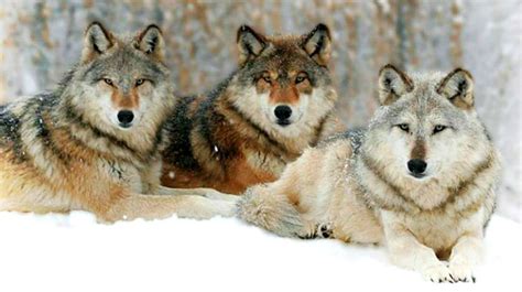 Yellowstone Wolves: The Return Of The Wolf To Yellowstone | Survival Life