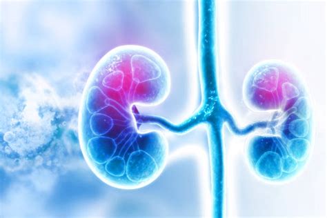 4,200+ Kidney Diagram Stock Photos, Pictures & Royalty-Free Images - iStock