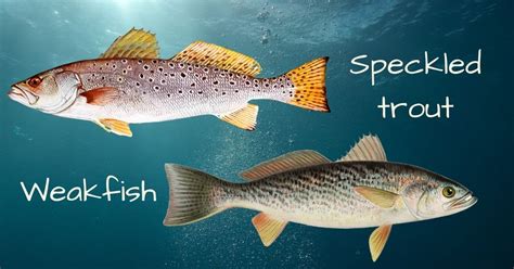 Weakfish vs Speckled Trout: What’s the Difference - eatingthewild.com