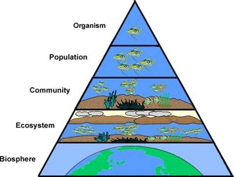 Biosphere Ecosystem Community Population Organism