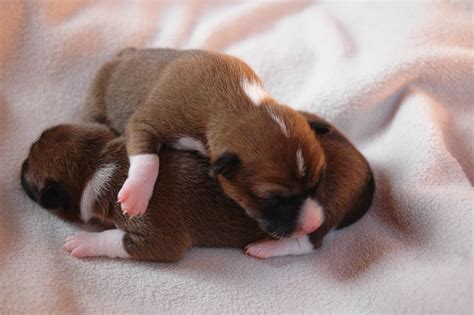 Archivo:Basenji puppies.jpg - Wikipedia, la enciclopedia libre