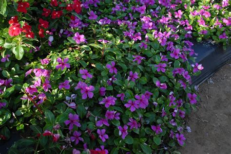 Catharanthus roseus (Annual Vinca, Madagascar Periwinkle, Periwinkle, Rose Periwinkle, Running ...