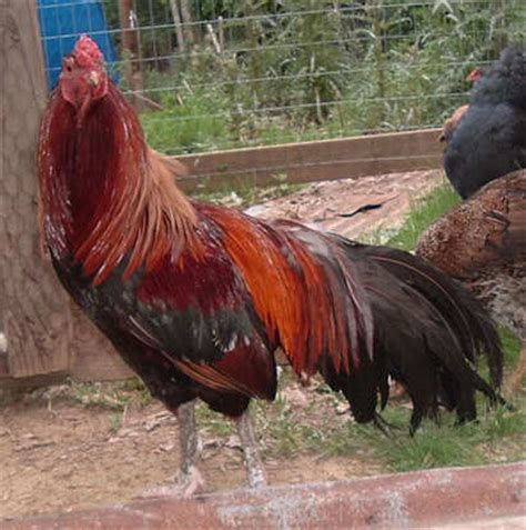 Info about chicken breeds and more - My Golden Buffies