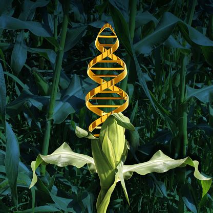 Genetically Modified Crops Stock Photo - Download Image Now - iStock