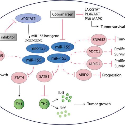 Stages and subtypes of cutaneous T-cell lymphoma (CTCL). (A), (B) and... | Download Scientific ...