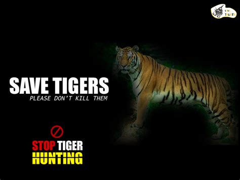 Stop tiger hunting - Tigers Photo (37465598) - Fanpop