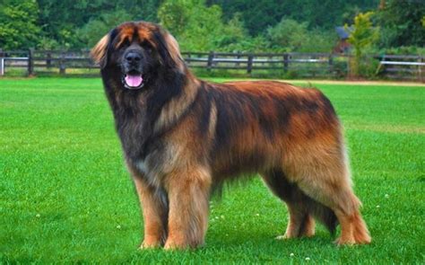 Methods to Train Leonberger Dog - Strategies and Techniques for Easy ...