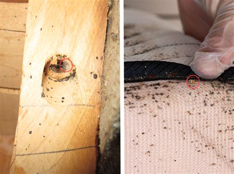 Bed Bug Shells: Size, Appearance, and Everything You Need to Know