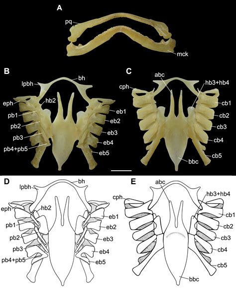 SciELO - Brasil - Redescription of the Rio skate Rioraja agassizii ...